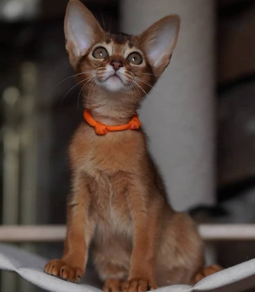 https://gatosdevariedad.es/wp-content/uploads/2018/09/2-1-841x960.jpg