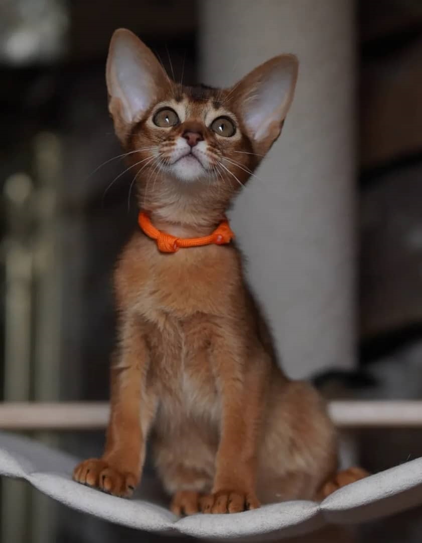 https://gatosdevariedad.es/wp-content/uploads/2018/09/2-1.jpg