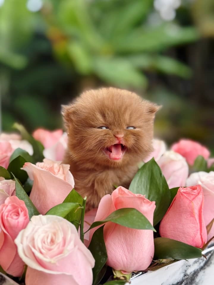 https://gatosdevariedad.es/wp-content/uploads/2018/09/5.jpg