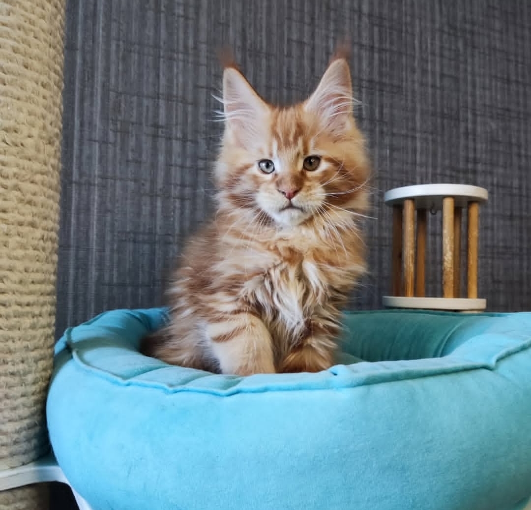https://gatosdevariedad.es/wp-content/uploads/2026/06/IMG-20260603-WA0160.jpg