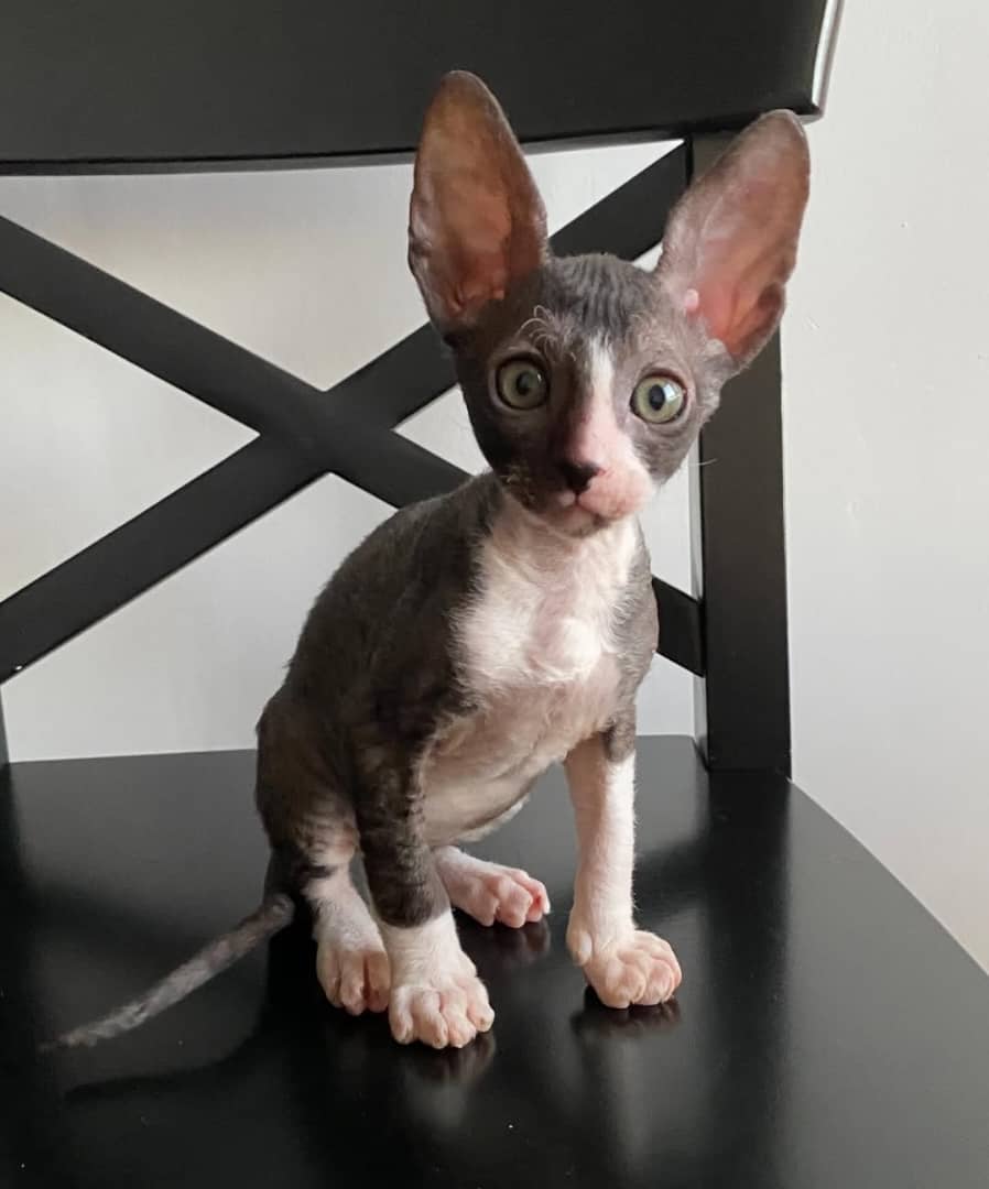 https://gatosdevariedad.es/wp-content/uploads/2026/06/IMG-20260603-WA0204.jpg
