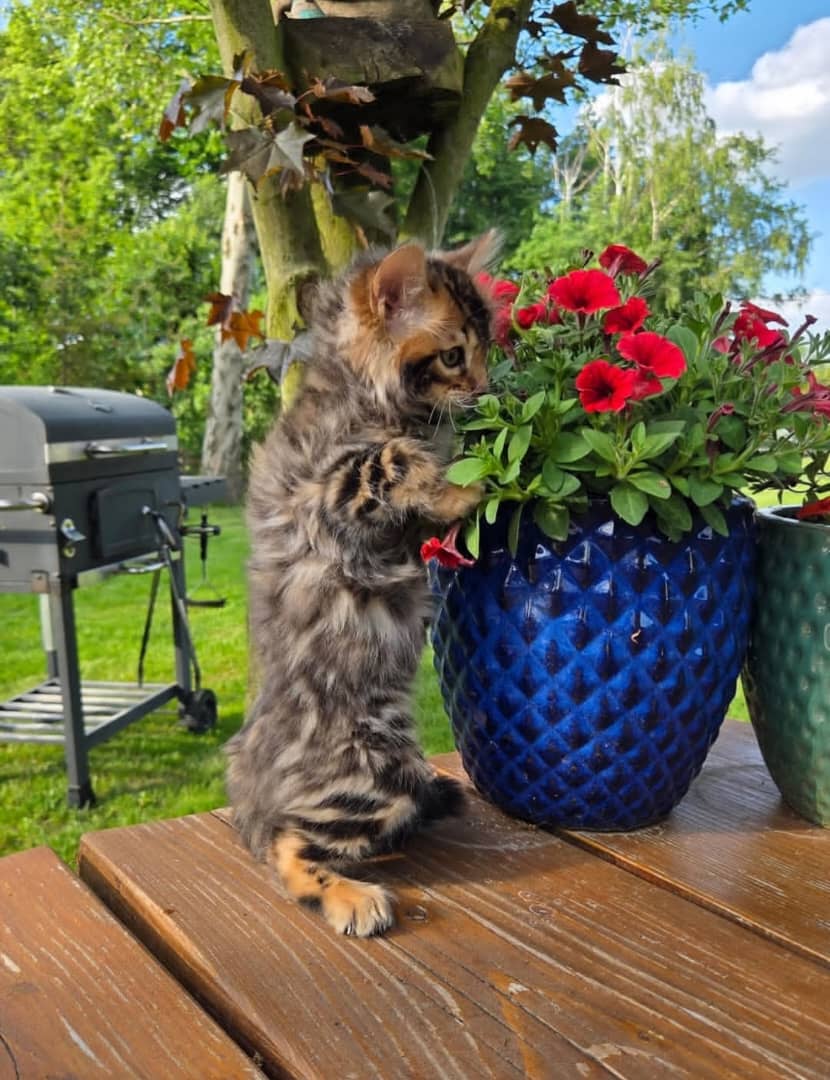 https://gatosdevariedad.es/wp-content/uploads/2026/06/IMG-20260603-WA0222-1.jpg