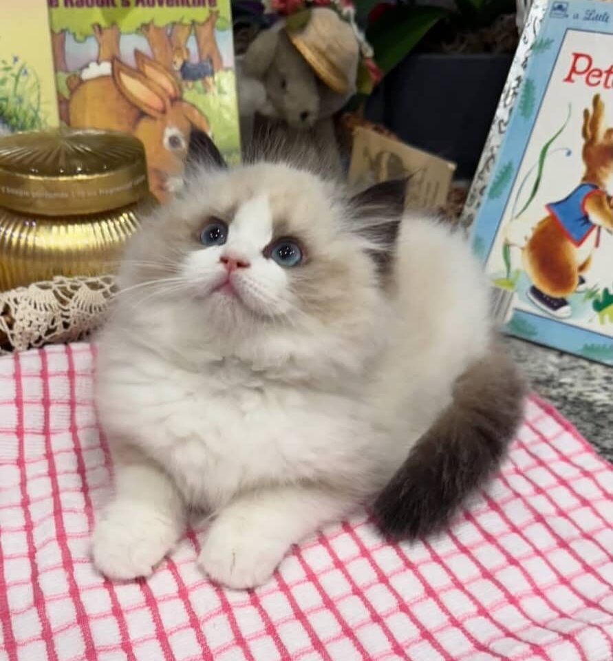 https://gatosdevariedad.es/wp-content/uploads/2026/06/WhatsApp-Image-2026-06-03-at-10.33.15-891x960.jpg