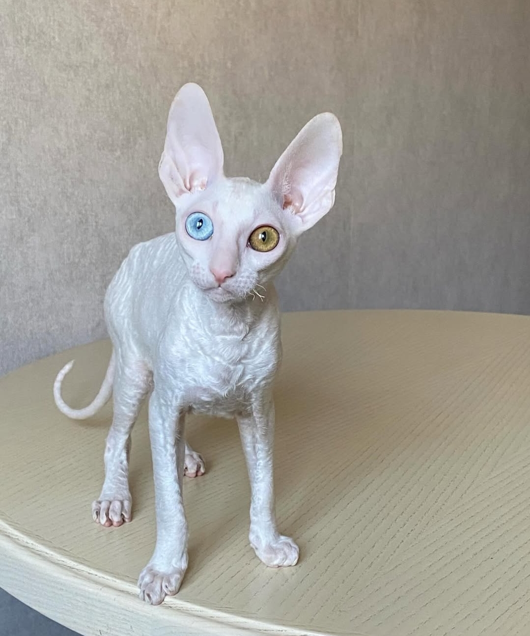 https://gatosdevariedad.es/wp-content/uploads/2026/07/blanco.jpg
