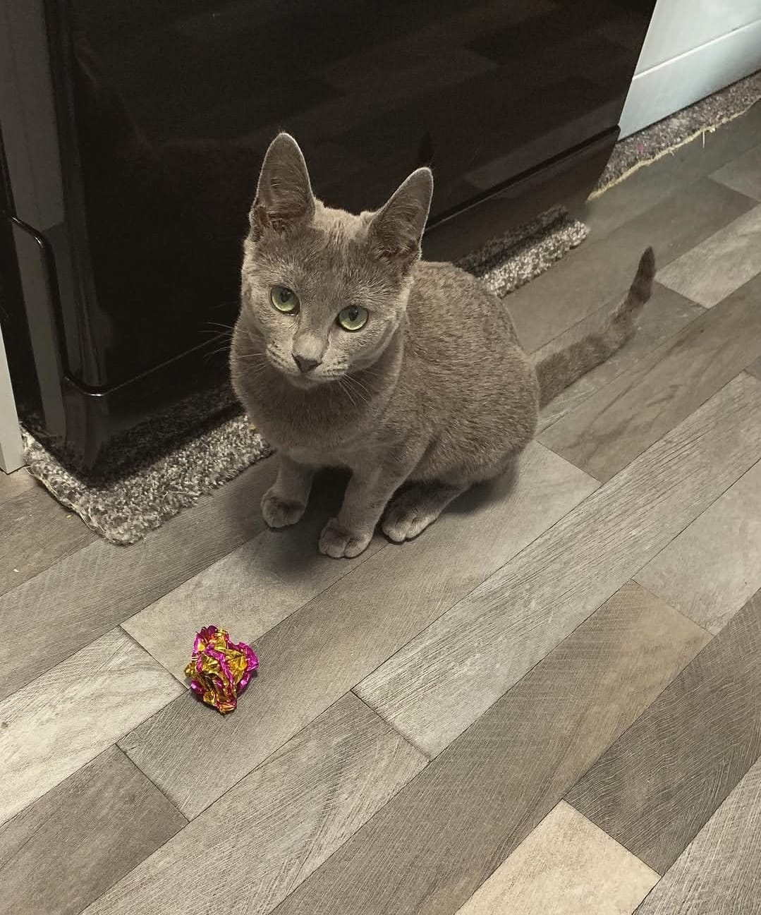 https://gatosdevariedad.es/wp-content/uploads/2026/07/brooks.jpeg