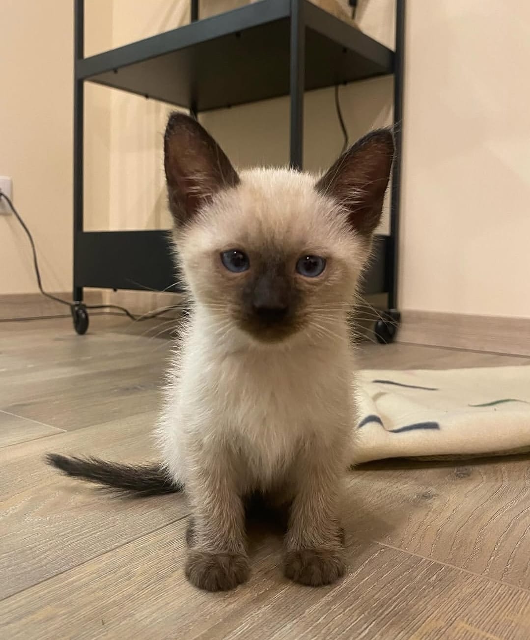 https://gatosdevariedad.es/wp-content/uploads/2026/07/bruna.jpeg