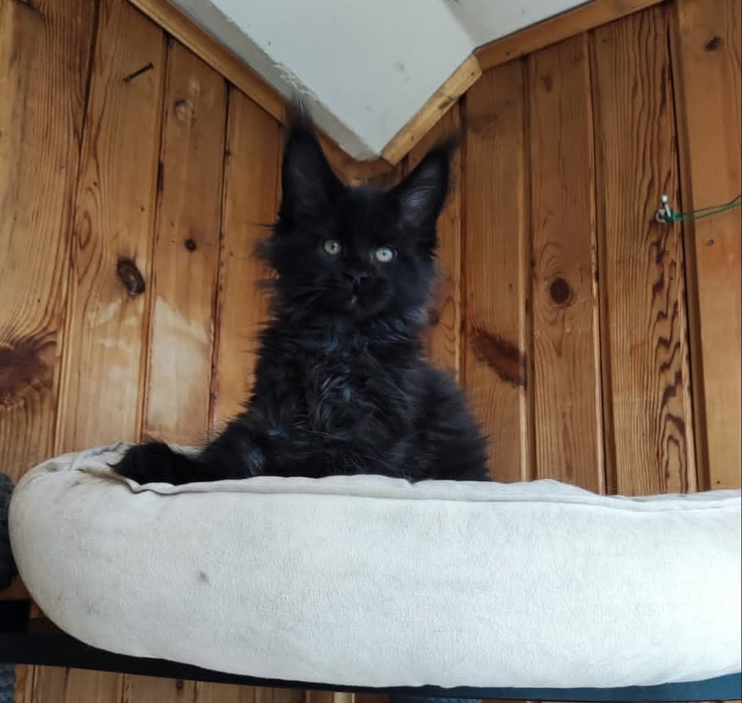 https://gatosdevariedad.es/wp-content/uploads/2026/07/drip.jpeg