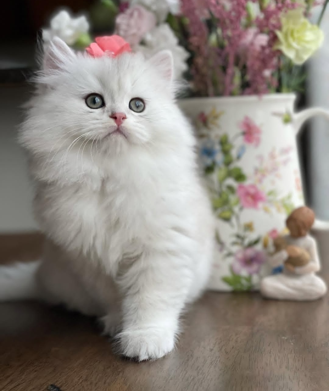 https://gatosdevariedad.es/wp-content/uploads/2026/07/gribb.jpg