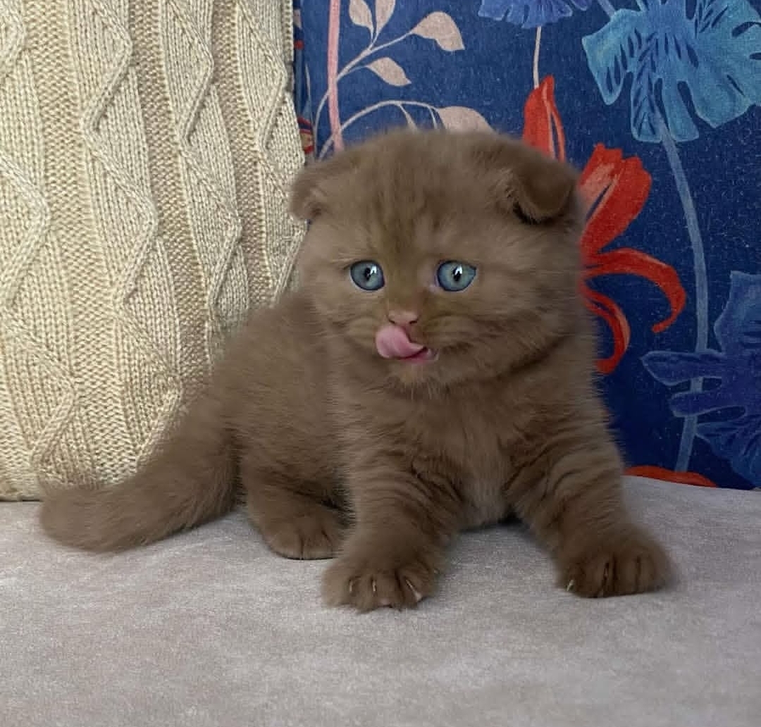 https://gatosdevariedad.es/wp-content/uploads/2026/07/jiji.jpg