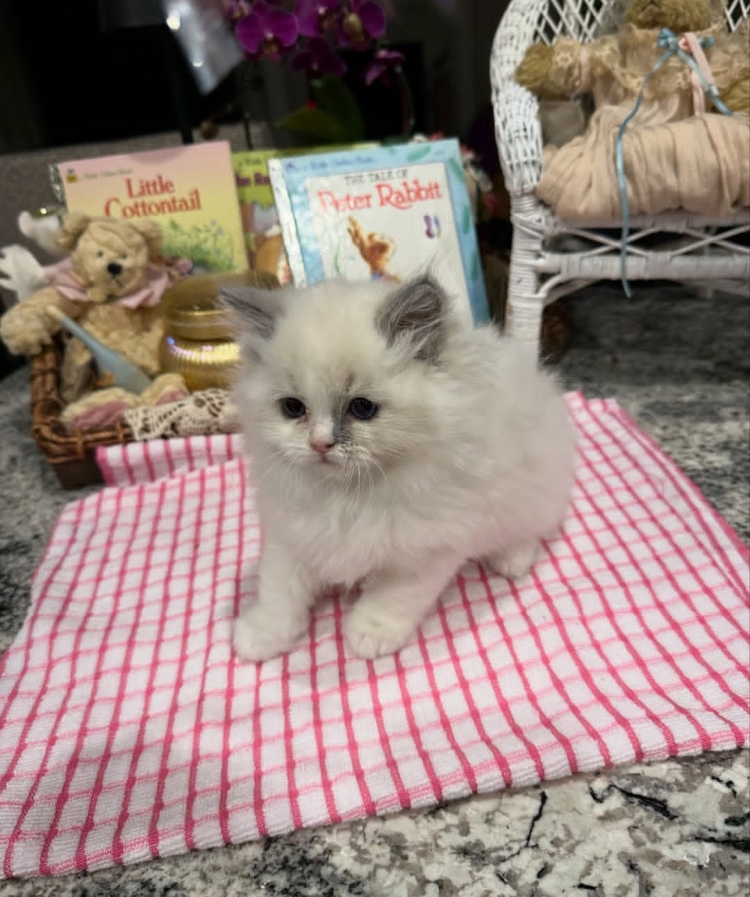 https://gatosdevariedad.es/wp-content/uploads/2026/07/joel.jpg