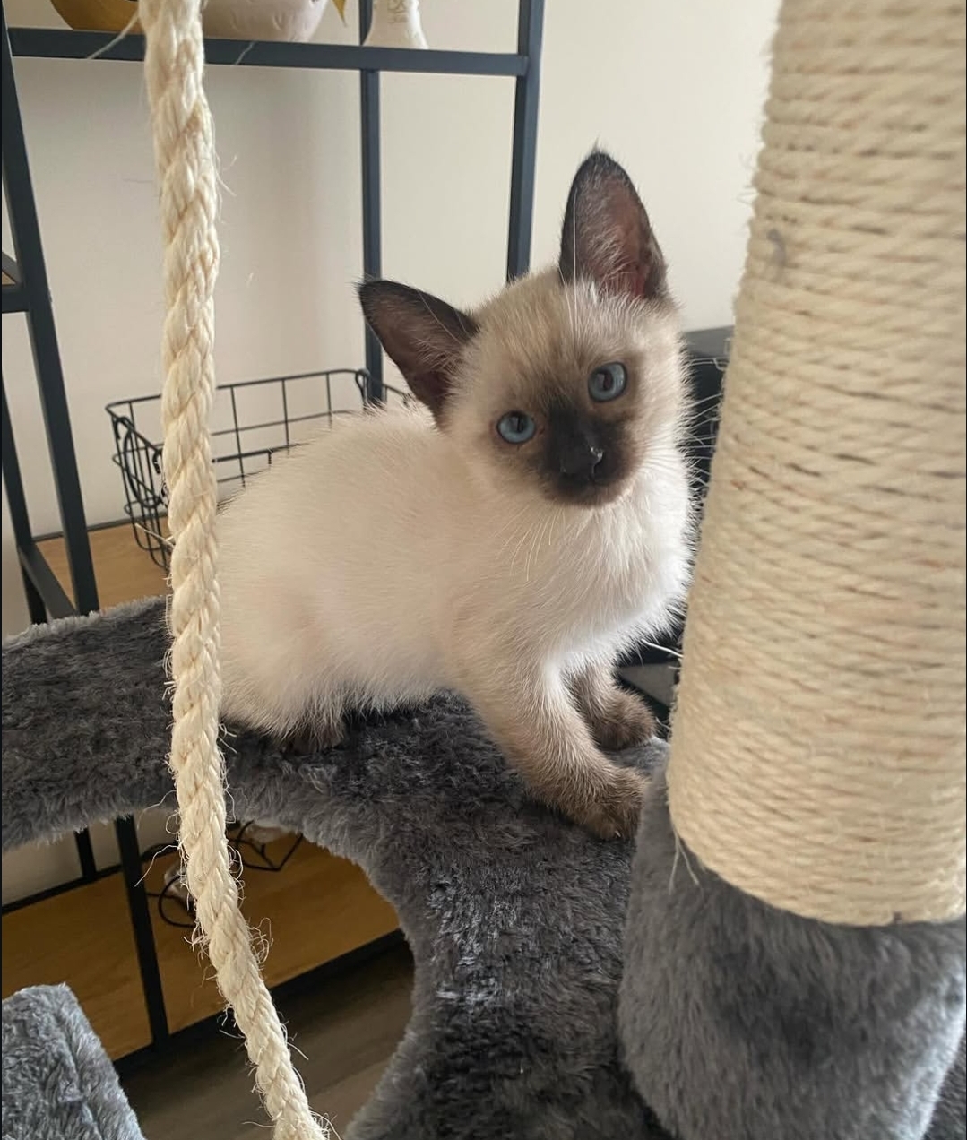 https://gatosdevariedad.es/wp-content/uploads/2026/07/kiko.jpg