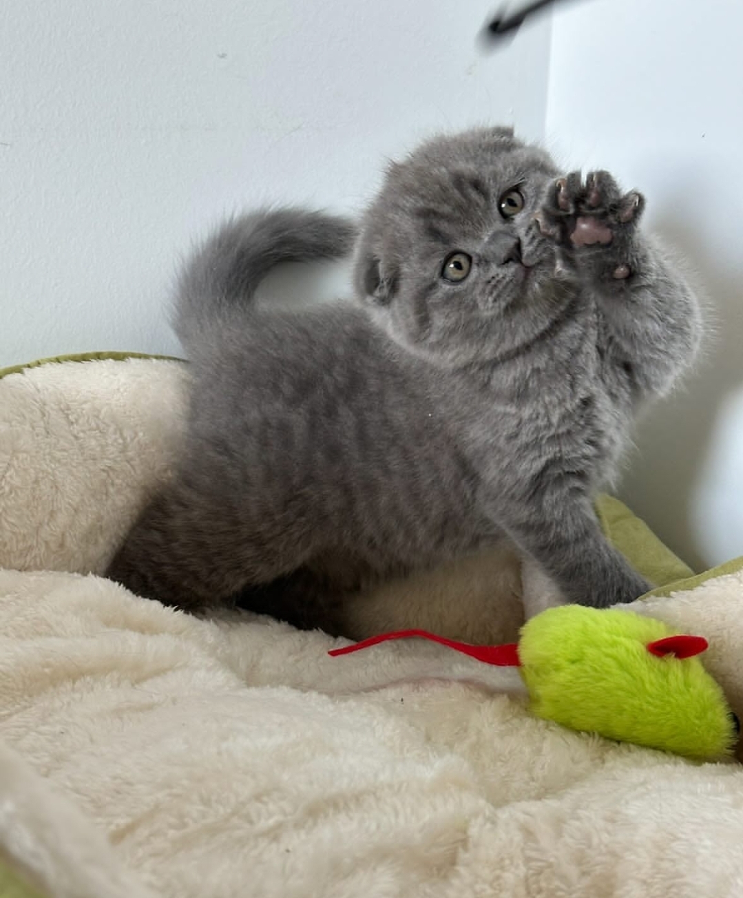https://gatosdevariedad.es/wp-content/uploads/2026/07/leo.jpg