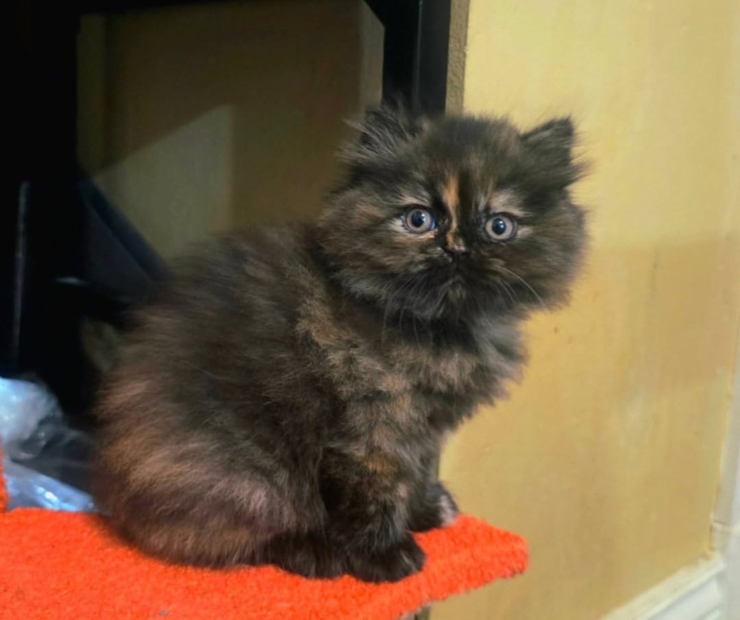 https://gatosdevariedad.es/wp-content/uploads/2026/07/lily.jpg