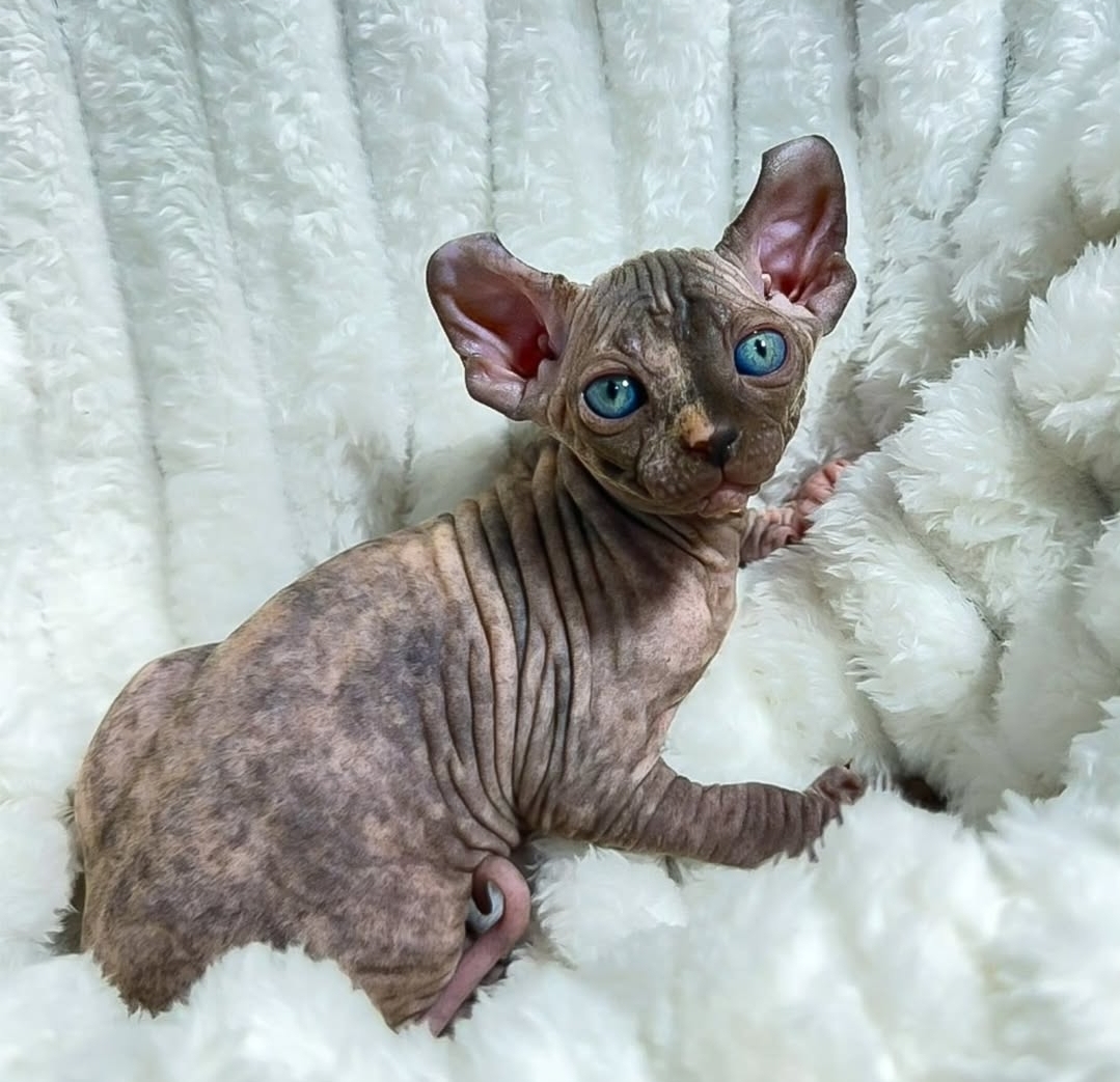 https://gatosdevariedad.es/wp-content/uploads/2026/07/loti.jpg