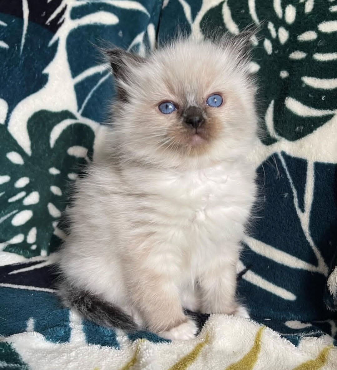 https://gatosdevariedad.es/wp-content/uploads/2026/07/lucy-1.jpg