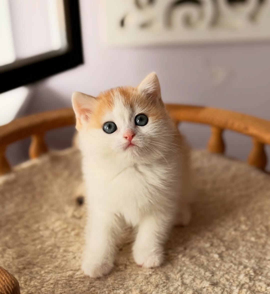https://gatosdevariedad.es/wp-content/uploads/2026/07/luna.jpeg