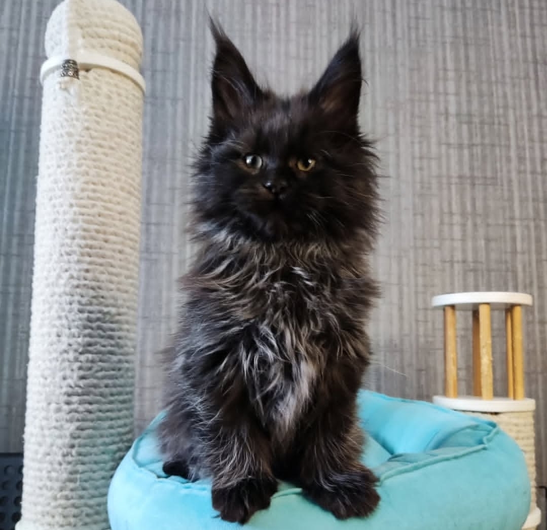 https://gatosdevariedad.es/wp-content/uploads/2026/07/nick.jpg