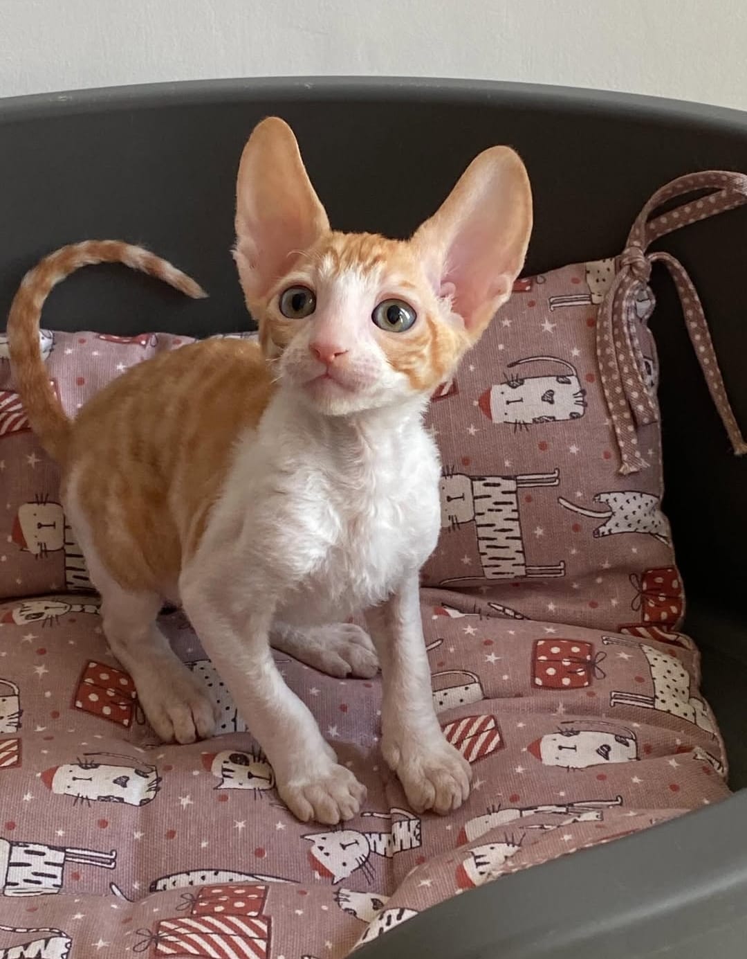 https://gatosdevariedad.es/wp-content/uploads/2026/07/nina.jpeg