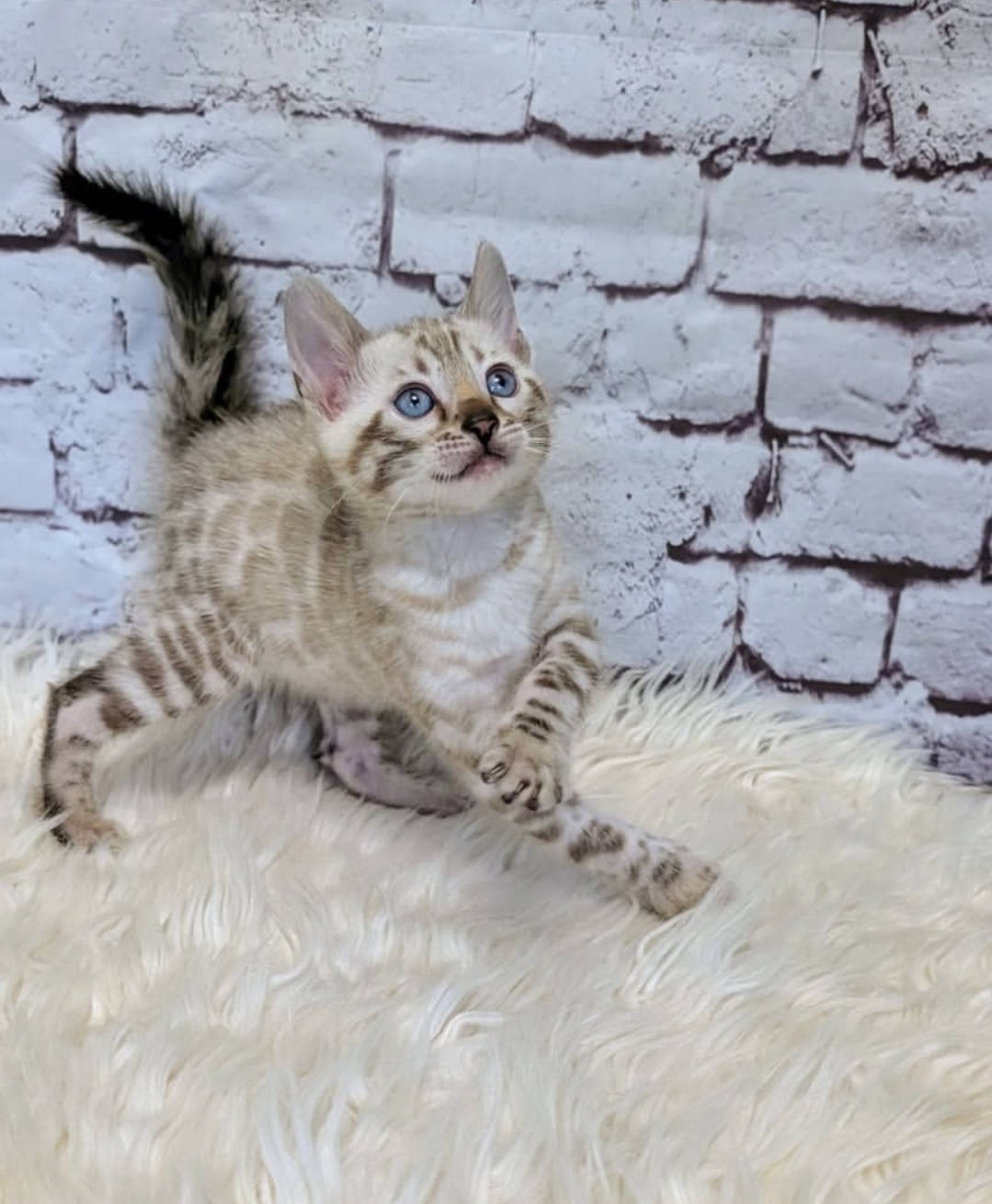 https://gatosdevariedad.es/wp-content/uploads/2026/07/nunus.jpg