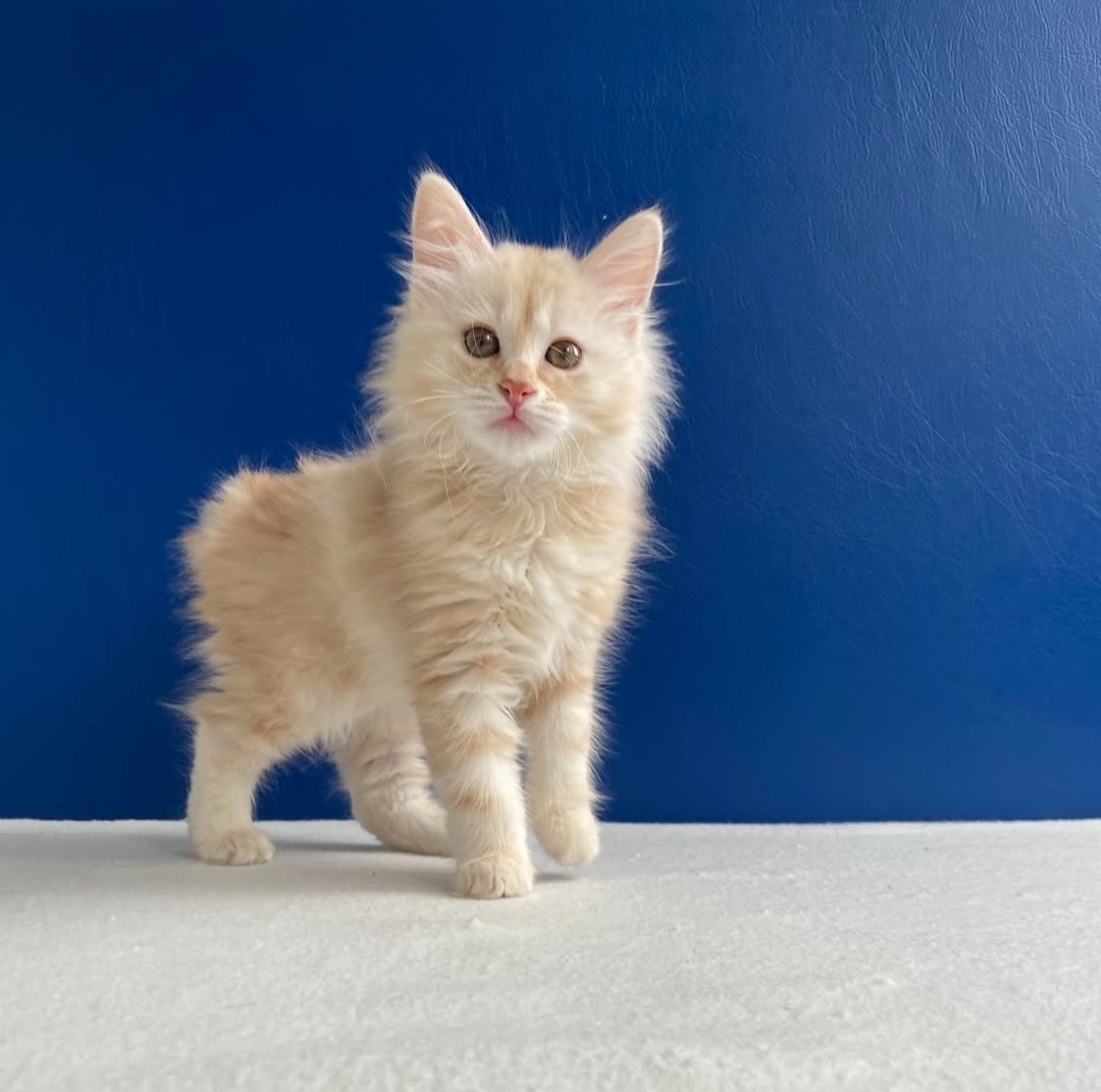 https://gatosdevariedad.es/wp-content/uploads/2026/07/piirez.jpg