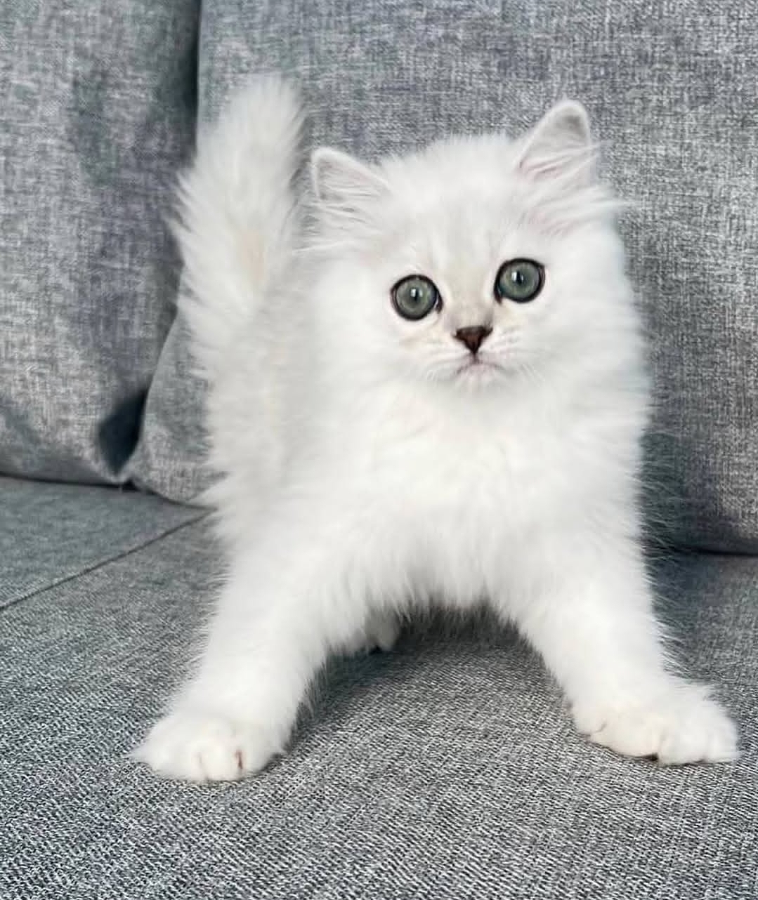 https://gatosdevariedad.es/wp-content/uploads/2026/07/pinto.jpg