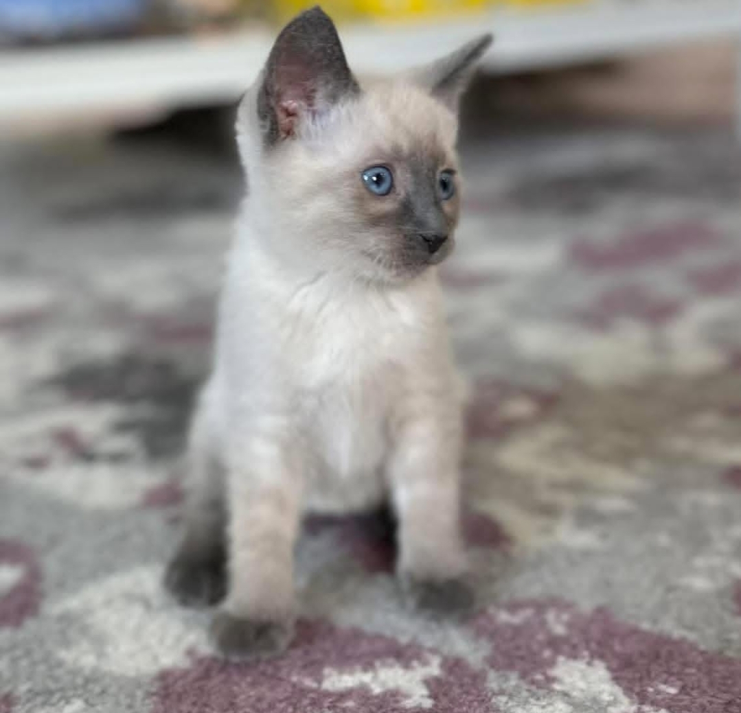 https://gatosdevariedad.es/wp-content/uploads/2026/07/rango-2.jpg