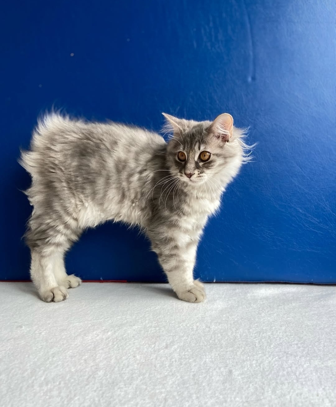 https://gatosdevariedad.es/wp-content/uploads/2026/07/rees.jpg