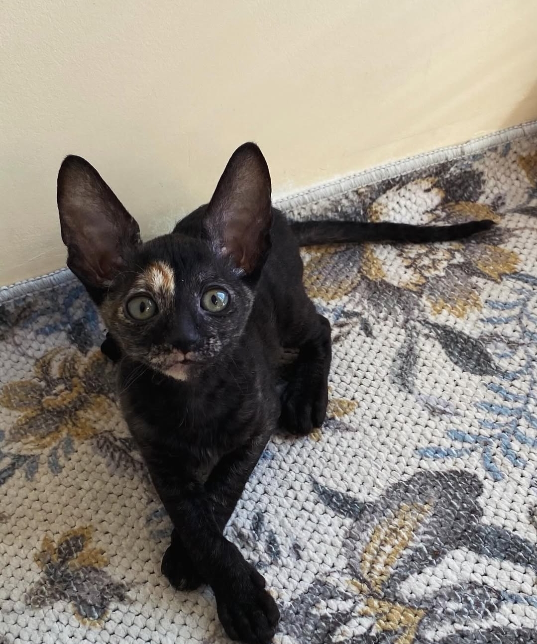 https://gatosdevariedad.es/wp-content/uploads/2026/07/rita.jpg