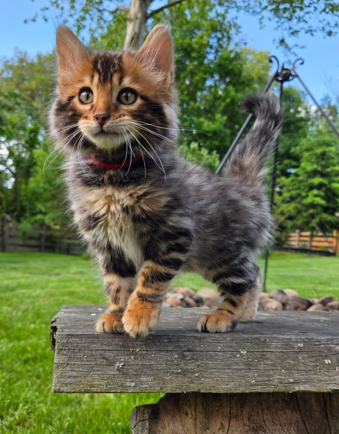 https://gatosdevariedad.es/wp-content/uploads/2026/07/rocky.jpeg