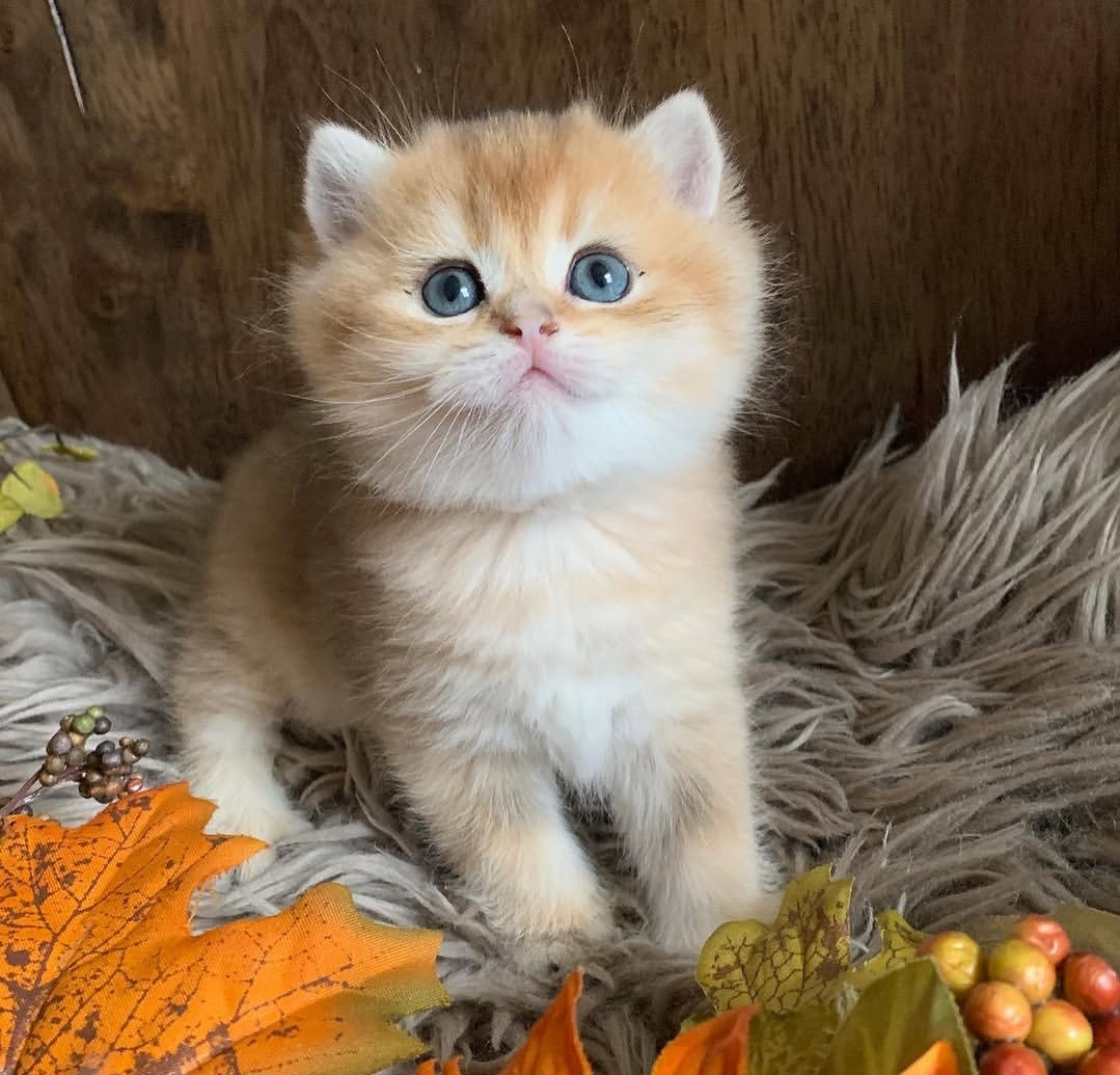https://gatosdevariedad.es/wp-content/uploads/2026/07/ruby.jpg