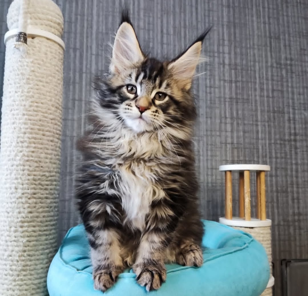 https://gatosdevariedad.es/wp-content/uploads/2026/07/stan.jpg