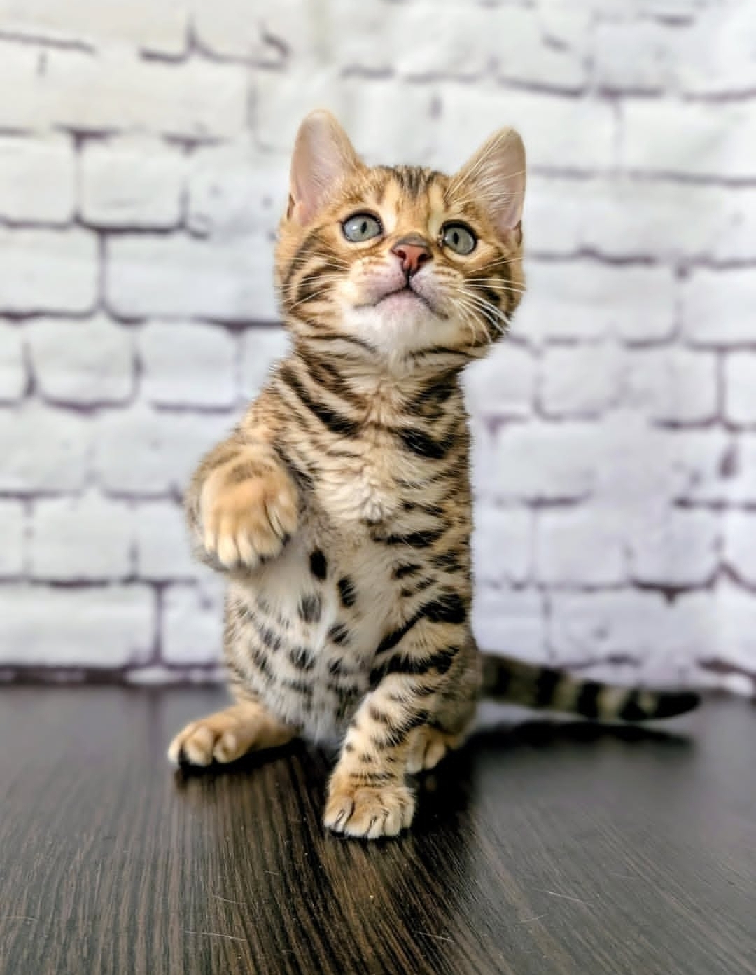 https://gatosdevariedad.es/wp-content/uploads/2026/07/tires.jpg