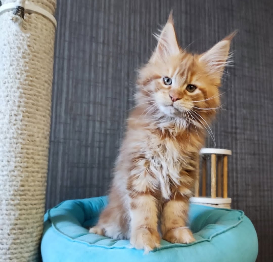 https://gatosdevariedad.es/wp-content/uploads/2026/07/yuri.jpg