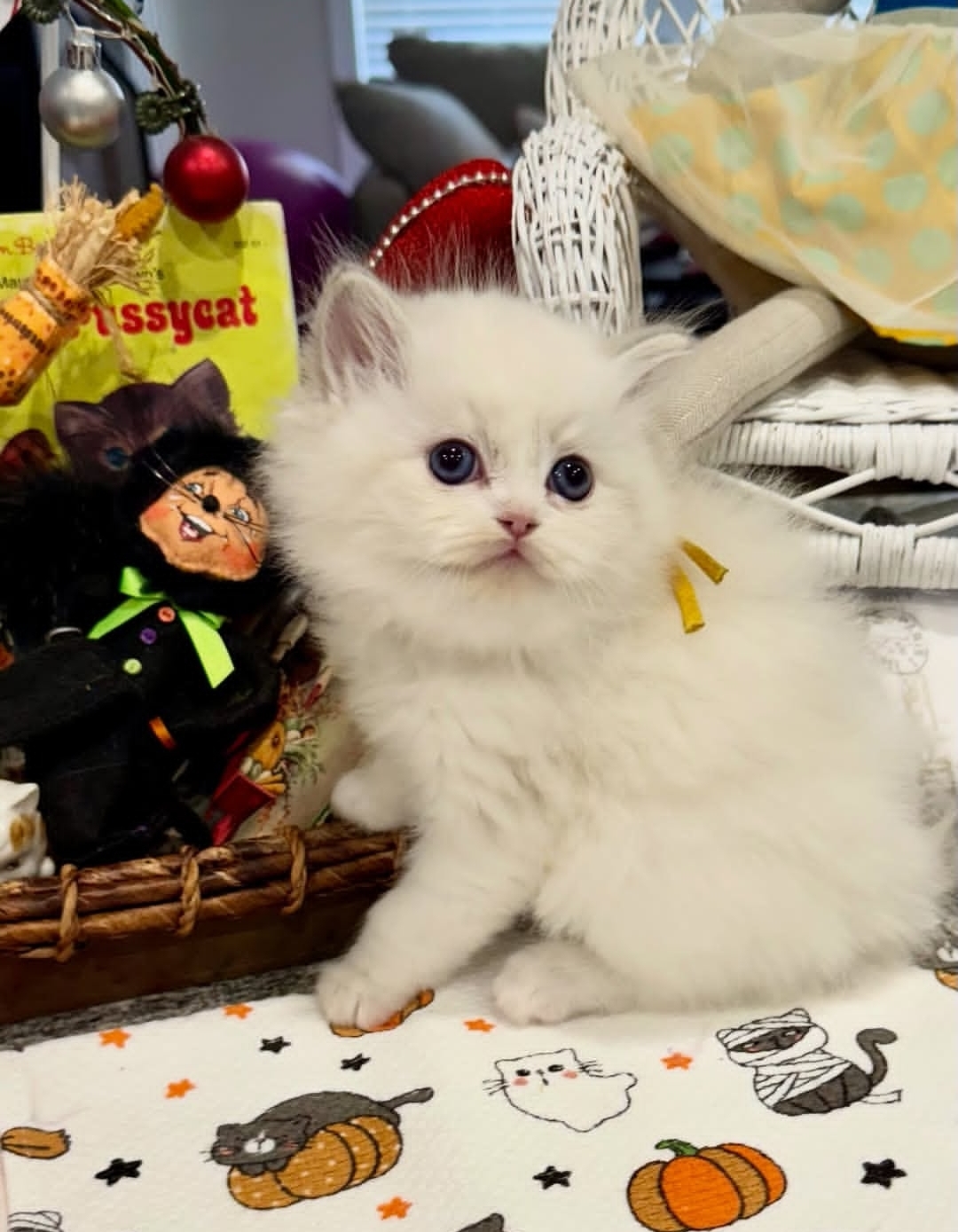 https://gatosdevariedad.es/wp-content/uploads/2026/07/ziko-1.jpg